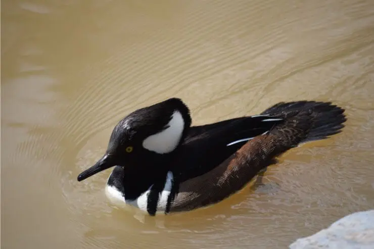 types of ducks in florida