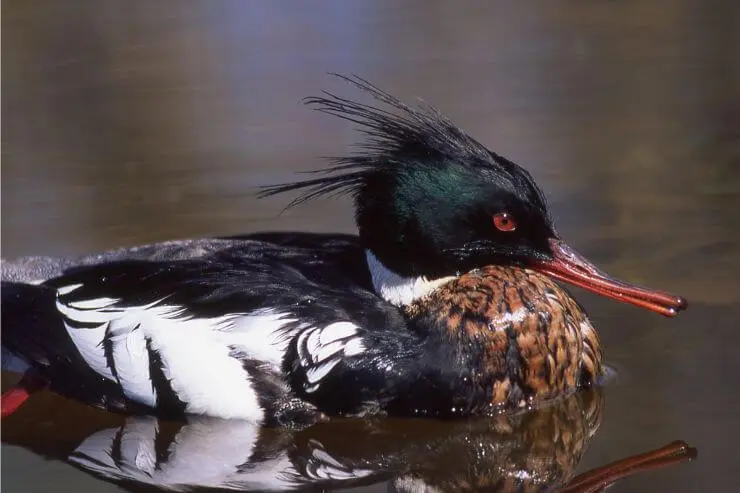 types of ducks in florida