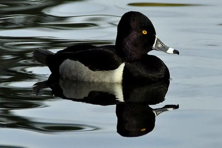 types of ducks in florida