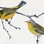 Bachman's Warbler Extinct