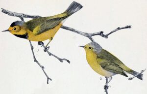 Bachman's Warbler Extinct