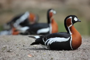 Red Breasted Goose