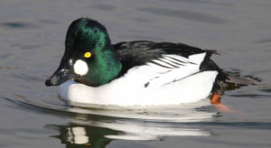 Black Headed Ducks