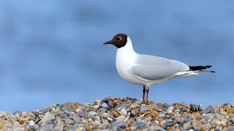 Black Headed Gulls