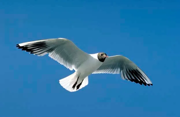 Black Headed Gulls