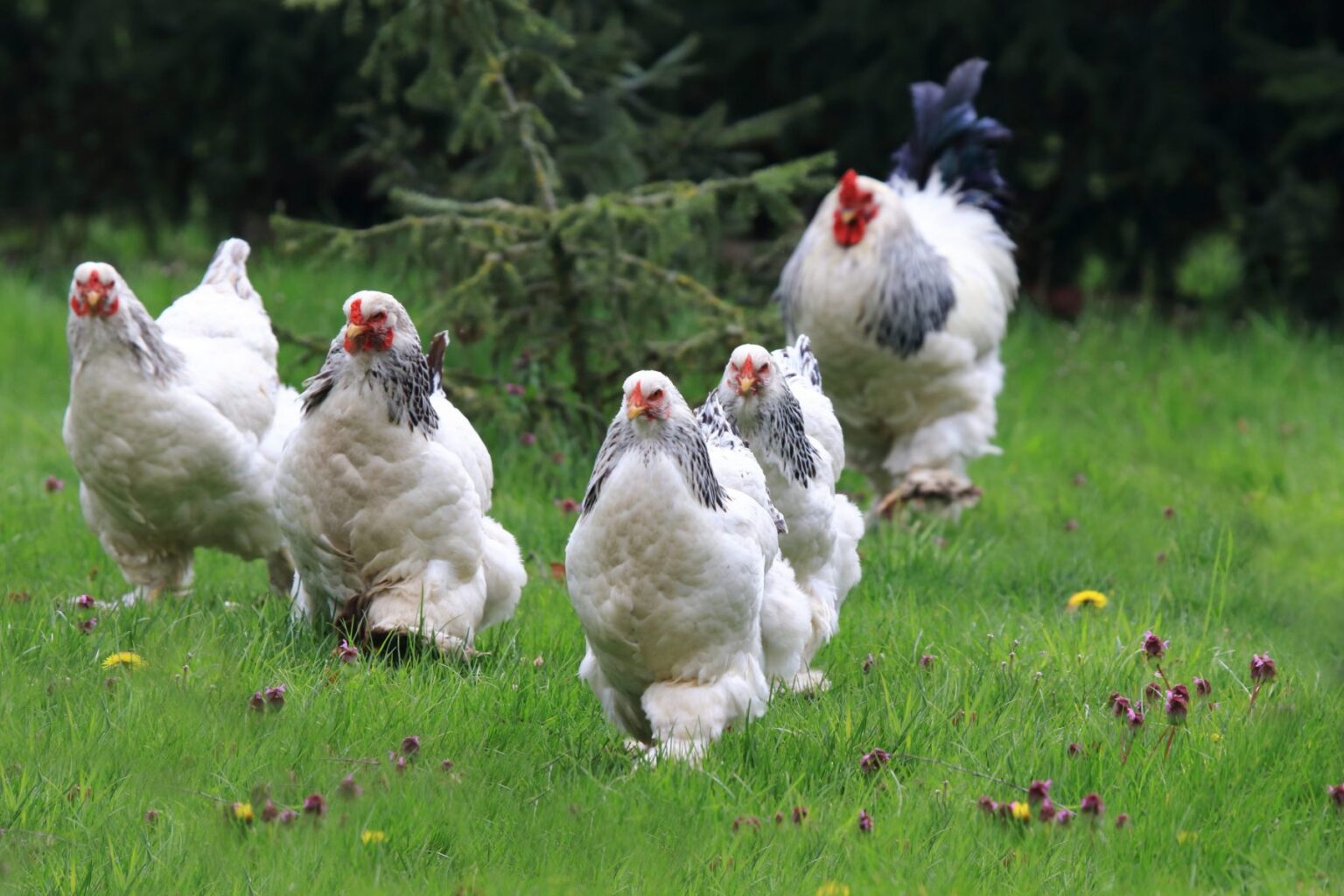 Brahma Chicken: Beauty and Brawn in One Bird - Chirper Birds