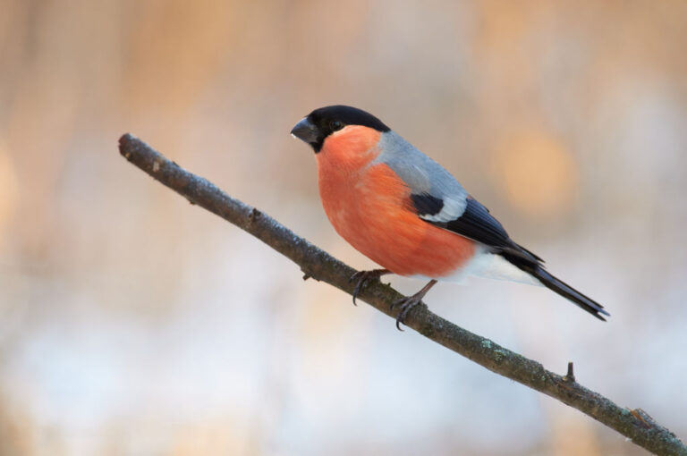 Bullfinch