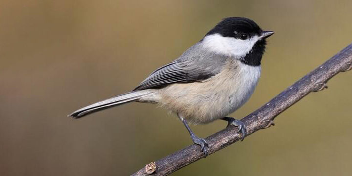 Chickadees in Florida