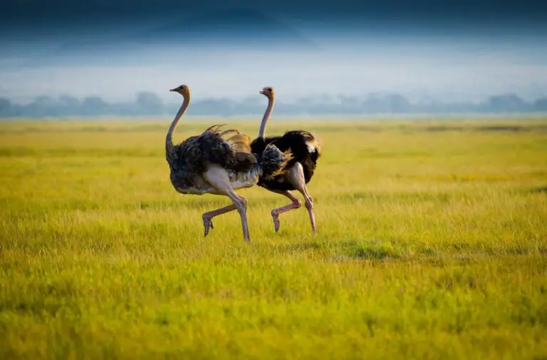 Common Ostriches