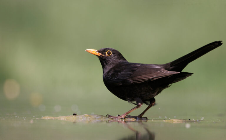 Common Uk Birds