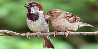 House Sparrows 