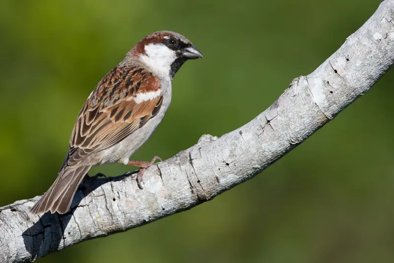 House Sparrows