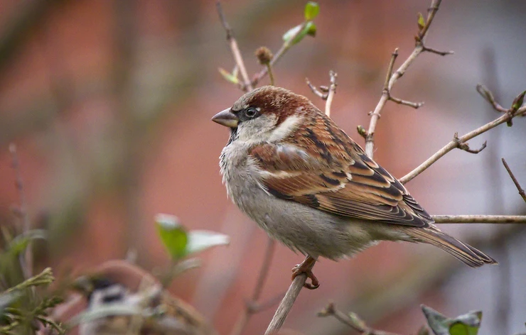 House Sparrows 