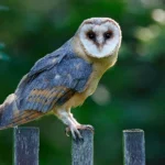 How Long Do Owls Live