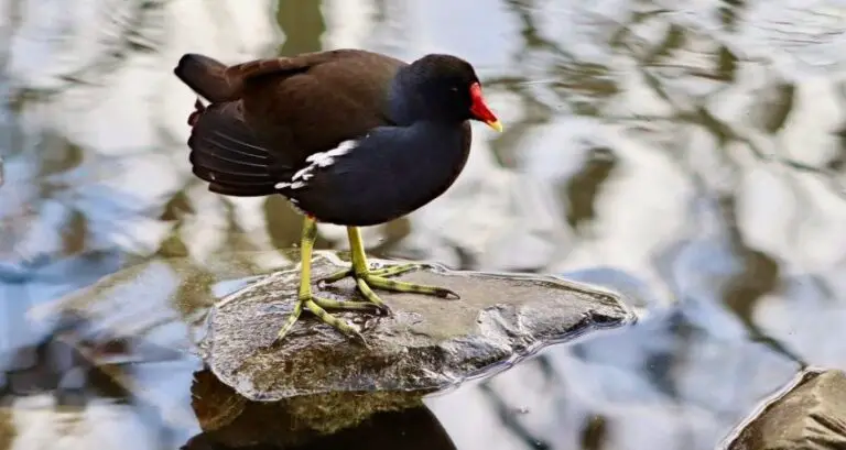 Moorhens