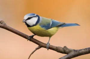 Types of Tit Birds in Paridae Family