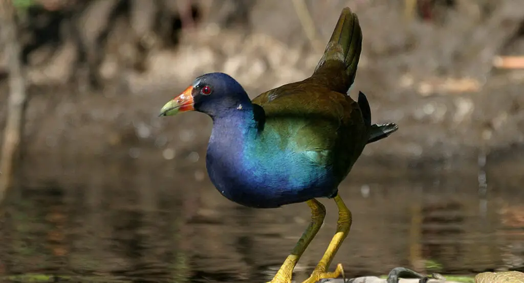 birdwatching in cuba