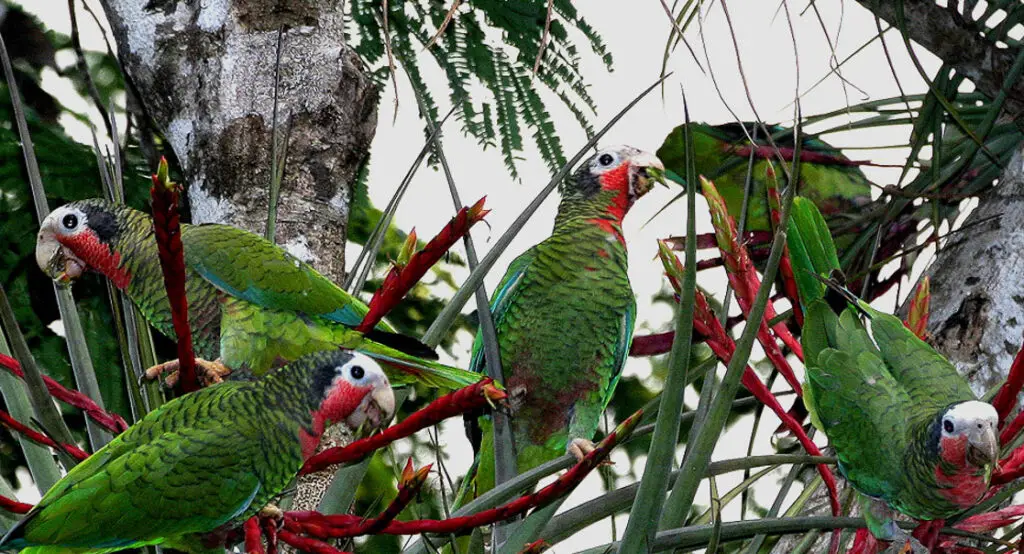 birdwatching in cuba