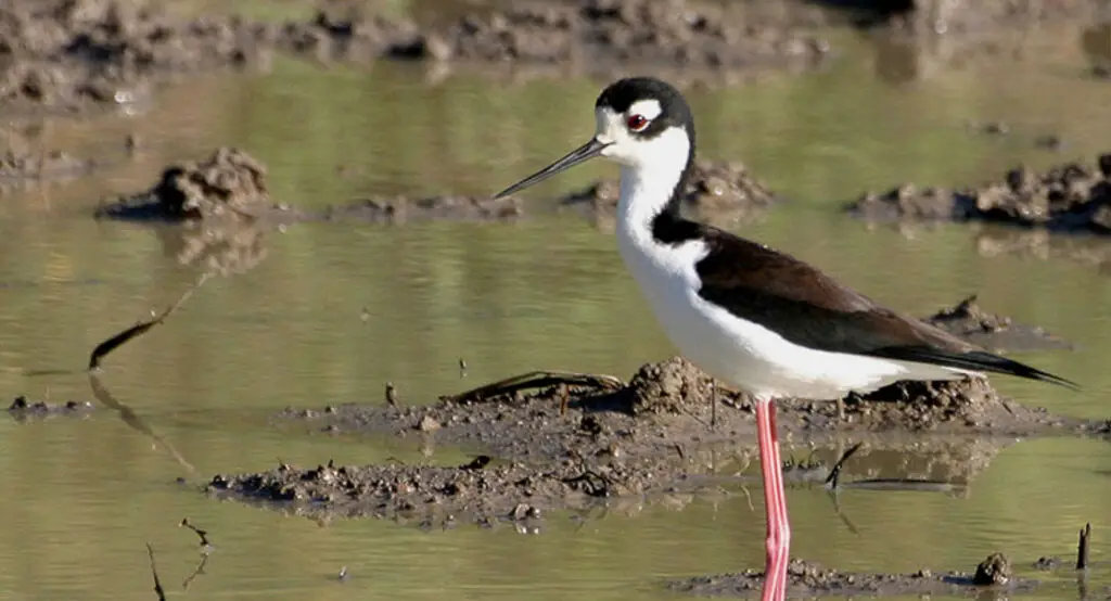 birdwatching in cuba