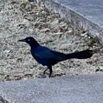 crows in texas with pictures