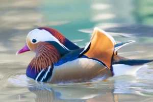 mandarin duck