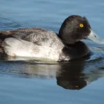 the Greater Scaup