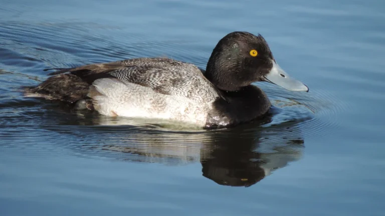 the Greater Scaup