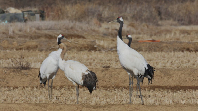 What Do Cranes Represent in Korean Culture? - Chirper Birds