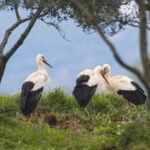 white storks