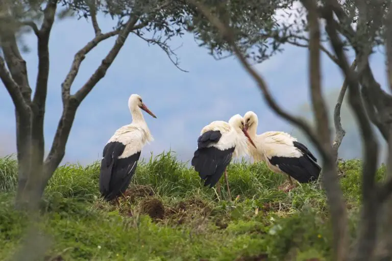 white storks