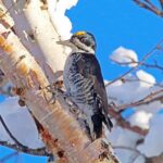 woodpeckers of alaska