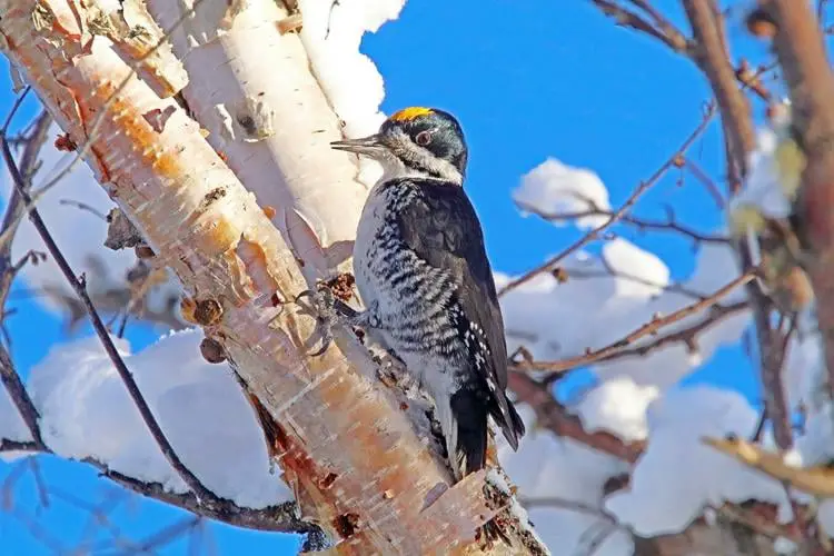 woodpeckers of alaska