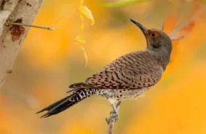 woodpeckers of ohio