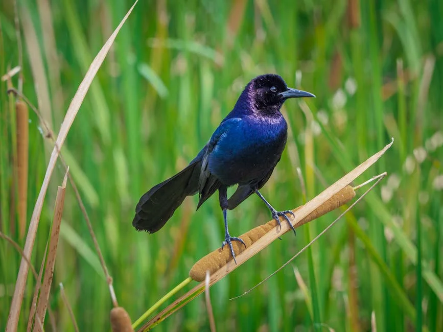 grackle vs starling