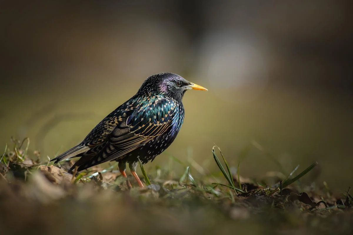 grackle vs starling
